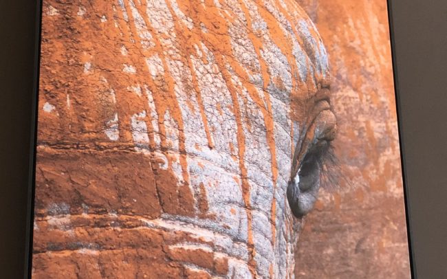 Tableau d'une magnifique photo d'éléphant, objet déco très efficace