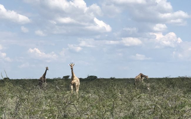 les girafes du parc Etosha lors d'un safari en 4x4 dans un paysage d'arbustes et de terre aride