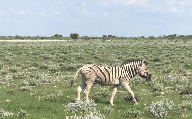 un zèbre du parc Etosha en Namibie dans une plaine herbeuse